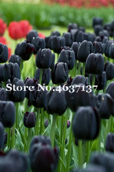 100pcs Multifarious Tulip Flowers, Tulip Bonsai Of Perennial Garden Flower(Not Tulip Bulb)Herbs For Home Garden Courtyard Beauty