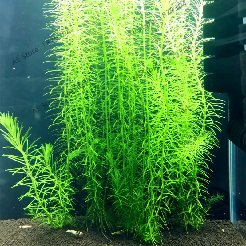 100pcs/bag Aquarium Plants bonsai Grass Water Aquatic Plant garden Indoor Ornamental Plant Grass flores for Home Fish tank 100pcs/bag Aquarium Plants bonsai Grass Water Aquatic Plant garden Indoor Ornamental Plant Grass flores for Home Fish tank