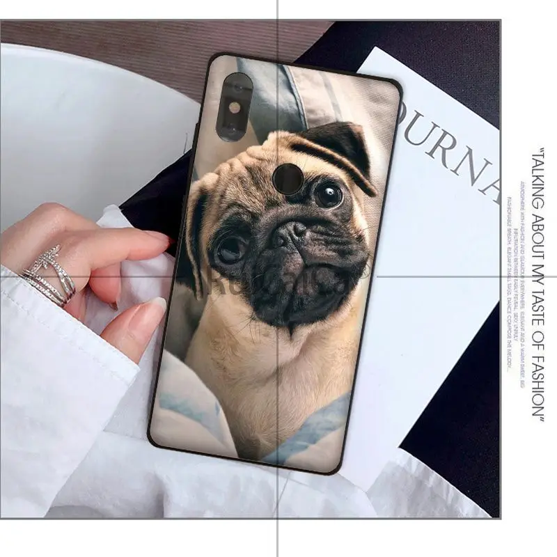 Animal cute pug