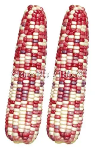 

balcony bonsai corn bonsai waxy corn 10 Vegetable bonsais