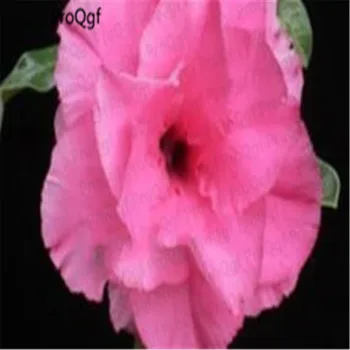 

Prodgf 3Pcs A Set unique pink Adenium Desert Rose