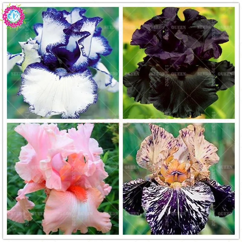

100pcs Rare Iris bonsai Flower 24 colours Heirloom Iris Tectorum Perennial Flower Plant For Home Garden