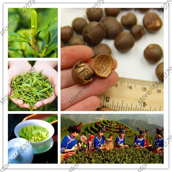 

10 Pcs Chinese Green Tea Tree Bonsai For Home Garden Perennial Plants No Flowers Heirloom Sementes Not Camellia