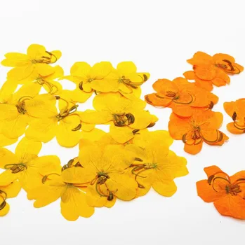 

120pcs Pressed Dried 3-5cm Yellow/Orange Cassia Flower Plant Herbarium For Jewelry Postcard Invitation Card Phone Case Craft DIY