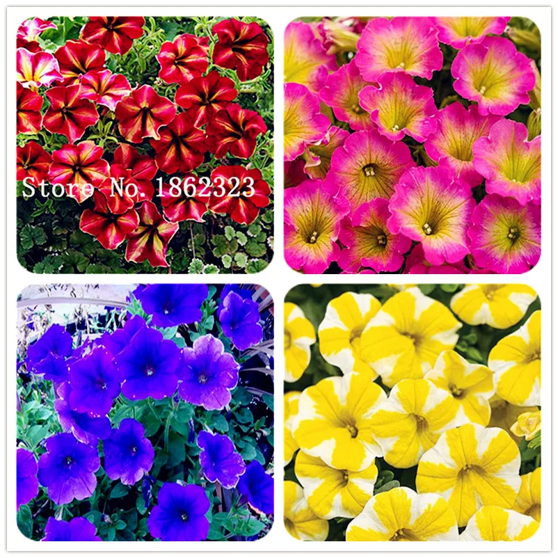 

100 pcs Rare Colour Petunia plant Bonsai Flower plant Short Height Garden Perennial Flowers plant Indoor Or Ourdoor Plant Pot