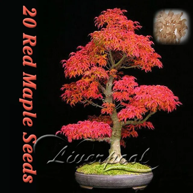 50 Seeds Japanese Maple Bonsai Tree Red Maple Favorites of Butterflies