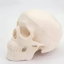 ПВХ мини-Череп анатомическая голова человека медицинская модель удобная дешевая и тонкая