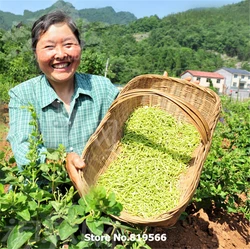 

dried chinese honeysuckle tea 250g wild Lonicera japonica green jinyinhua herbs flower health care organic herbal direct selling