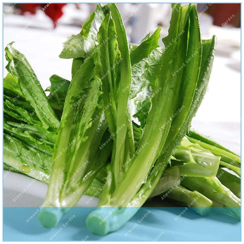

ZLKING 100pcs Organic romaine Wheat Great Sprouting Cat Dog Pet Grass Treat