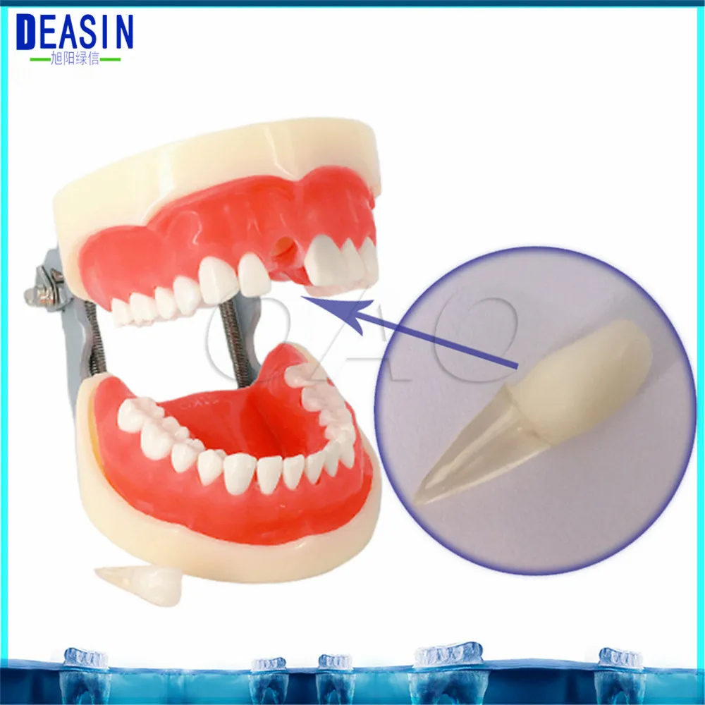 Dental Standard Teeth Tooth Model 28 pcs student learnng Removable