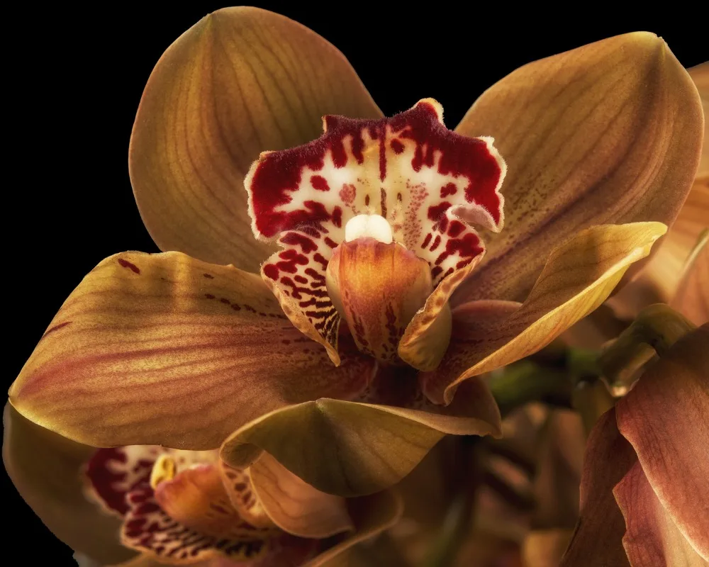 Resultado de imagen de orquideas marrones