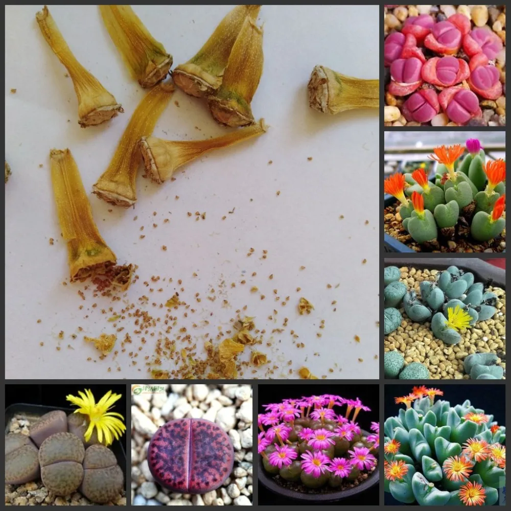 

50pcs 100% Fresh Real Lithops Aizoaceae Pseudotruncatella succulent Semillas mix~living stones colorful faces sementes