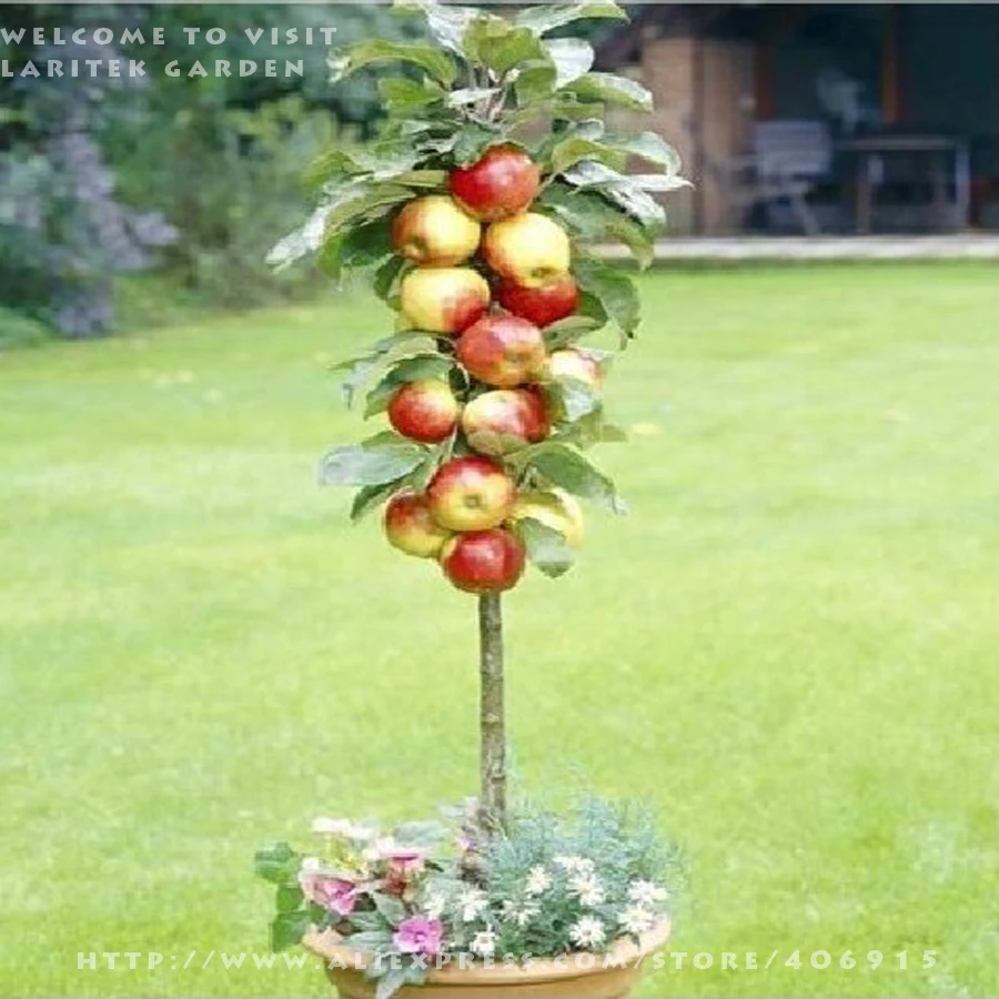 Garden plants free shipping 100 SEEDS * RED APPLE TREE * VERY FRAGRANT, SWEET, CRISP * GARDENING