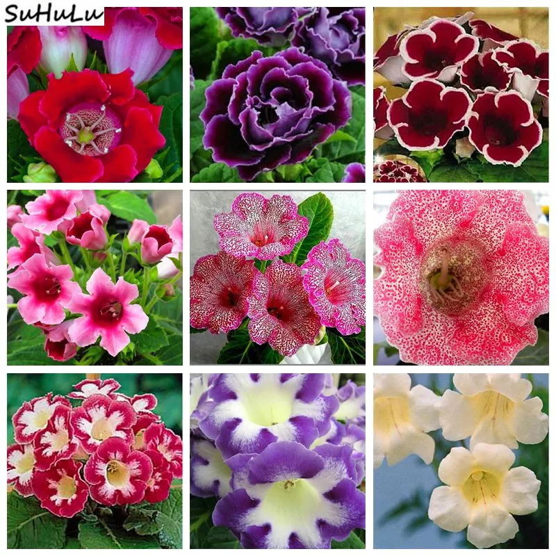 

Multi Color 200 Pcs / Bag Exotic Gloxinia Garden Bonsai Flower Japan Sinningia Speciosa Variety Complete The Budding Rate 95%