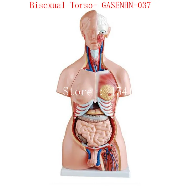 Visceral Анатомия мужской женский аскуальный ствол анатомическая модель грудной клетки брюшной полости структура органов медицина GASENHN-037