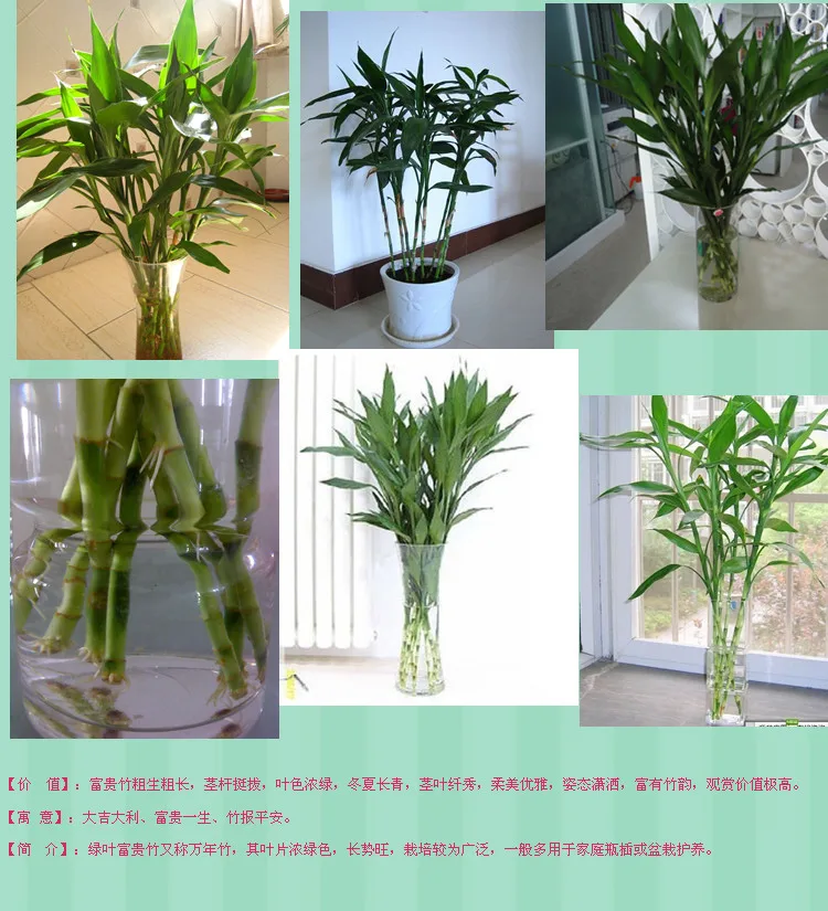 Hydroponique Planter Des Fleurs En Pot Lucky Bamboo Propre Air Hydroponique Bambou Bambou De La Chance Facile De Garder Aliexpress
