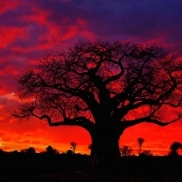 African baobab tree  Tarangire National Park  Tanzania Poster Print by Adam Jones (35 x 23)