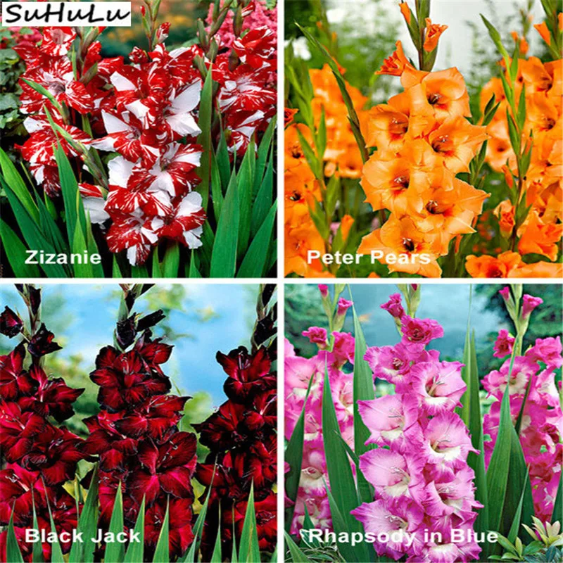 

200 Pcs Rare Striped Gladiolus Sword Lily Flower Plant Diy For Home Garden High Germination Exotic flores Plantas Tropicales