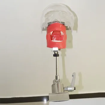 

Oral simulation training Dental Simple Head Model