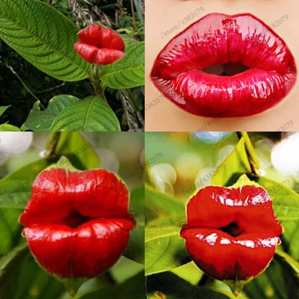 100 Pcs/Bag Red Lips Flower bonsai Rare Flower Pots Psychotria Elata Flower garden