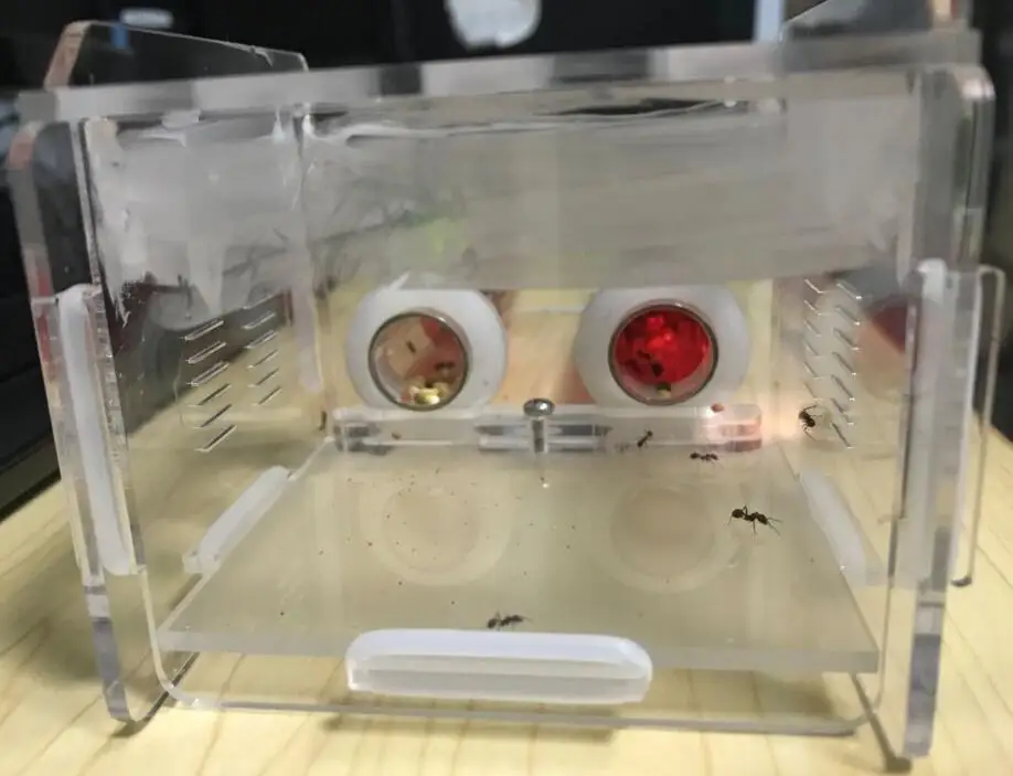 2-tubes-ant-nest (10)