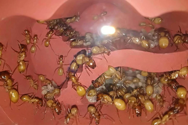 color-ant-nest (13)