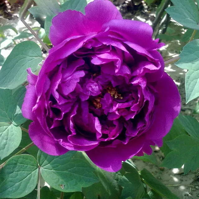Hot Sale Rare Deep Purple Chiese Peony Flower Seeds Potted Flowers