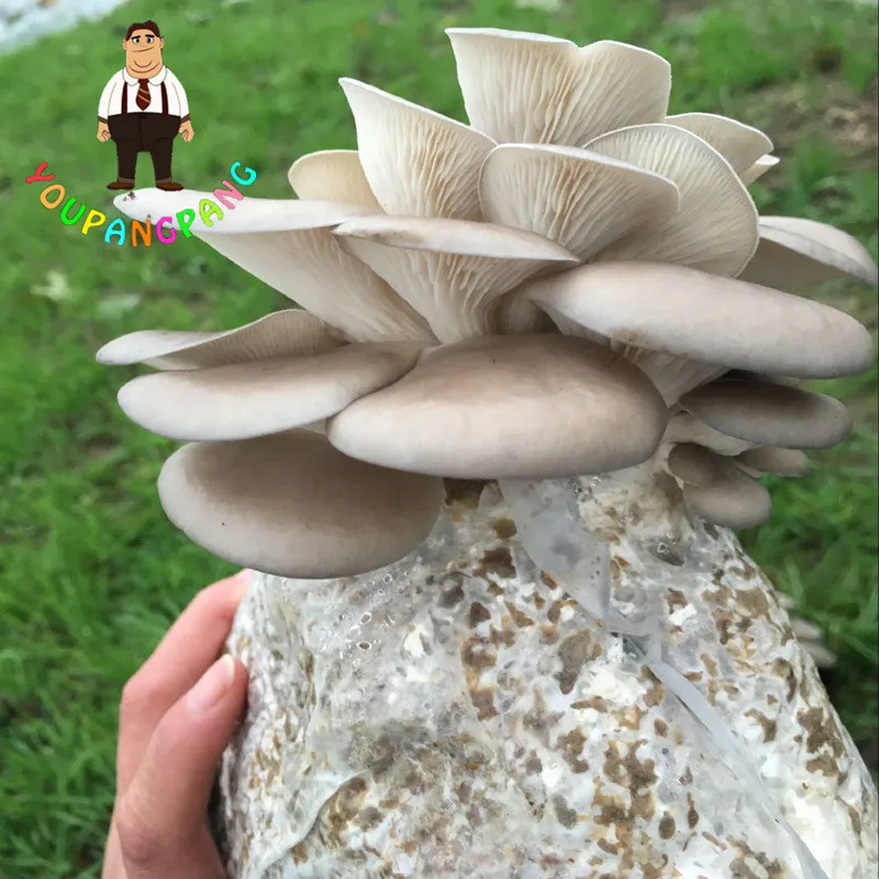 

100Pcs Delicious Green Vegetable Giant Mushroom bonsai Organic Vegetable Plants in Garden and Courtyard