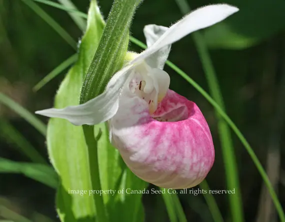 How big does a white orchid get?