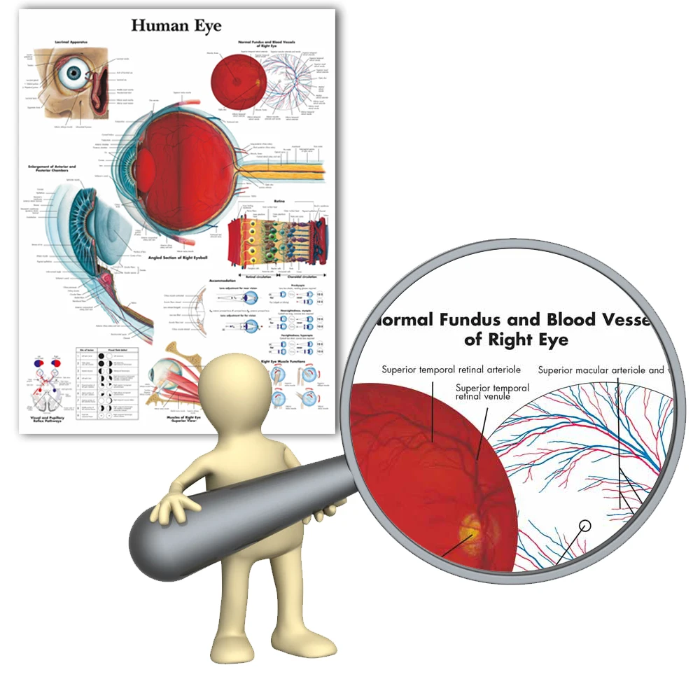 Kaufen WANGART Anatomischen Funktion Menschliche Auge Diagramm Kunst Poster Drucken Körper Karte Leinwand Wand Bilder für Medizinische Bildung Wohnkultur