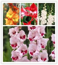 free ship 20seeds Gladiolus seeds, gladiolus flower seeds, 95% germination, DIY Aerobic potted plants, rare sword lily seeds,
