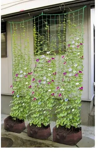 Livraison gratuite, plante Grimpante réseau. Jardinage
