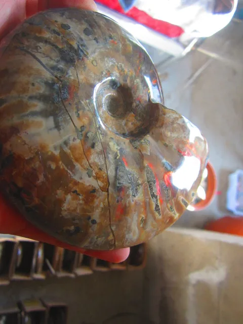 Best Offers 694g(1.52 lb) Iridescent Ammonite Ammolite Specimen Fossil Madagascar BFB885