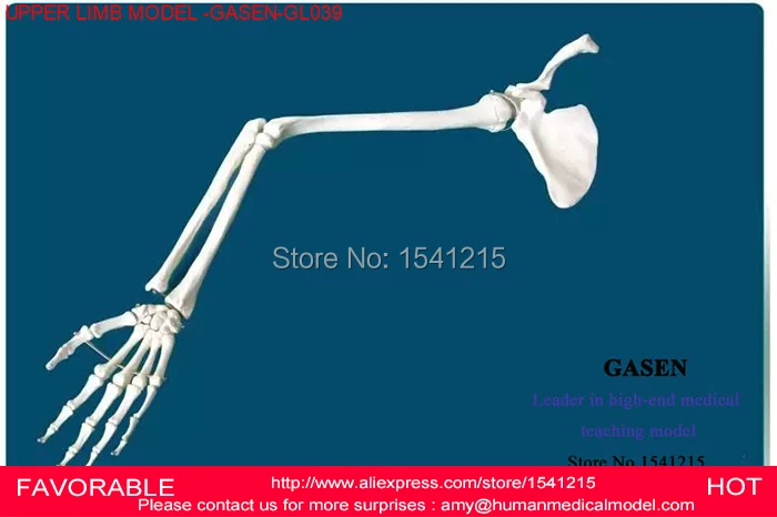 Yasam Boyutu Insan Anatomisi Anatomisi Kol Ust Ekstremite Iskelet Tibbi Model Insan Kemikleri Iskelet Ust Ekstremite Model Gasen Gl039 Human Bones Skeleton Human Bonesupper Limb Skeleton Aliexpress