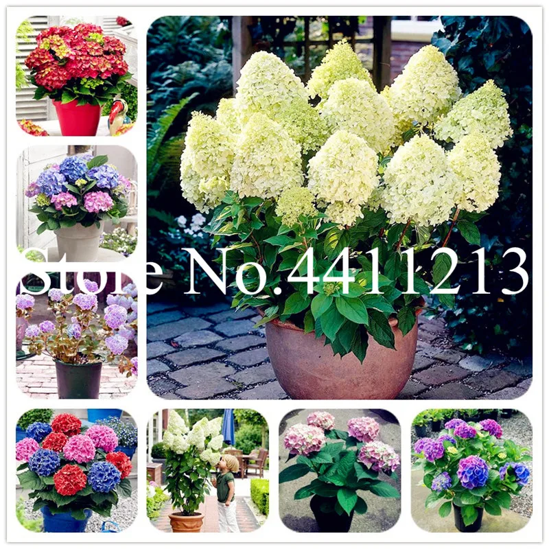 

Sale! 100 Pcs Hydrangea Flower Bonsai Multi Color Wedding Party Flower Plants Home Garden Potted Flowers Indoor Bonsai Plant