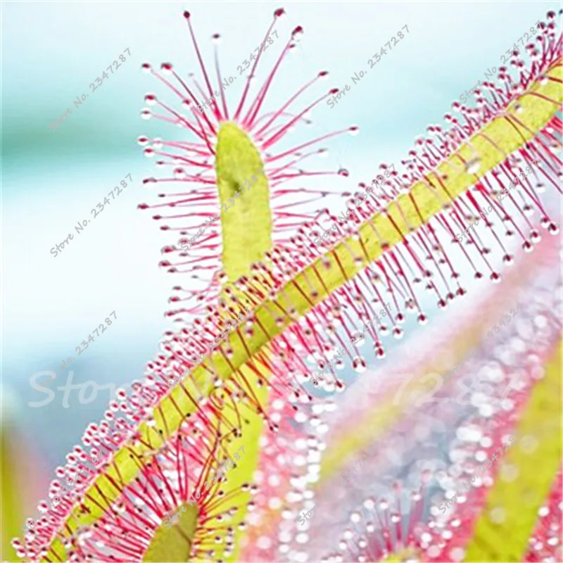 

Unique Mondsee Sundew Bonsai Potted Plant Sundew Carnivorous Plants Dionaea Muscipula 100 Pcs