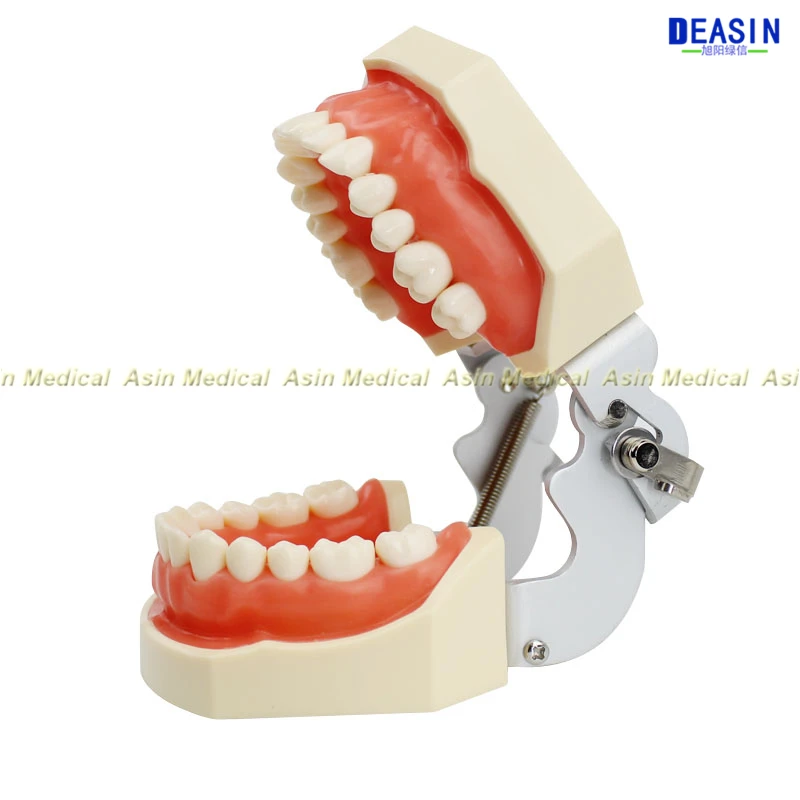 Standard deciduous teeth model 28pcs tooth Soft Gum teaching model dentist student learning with screw driver Standard deciduous teeth model 28pcs tooth Soft Gum teaching model dentist student learning with screw driver
