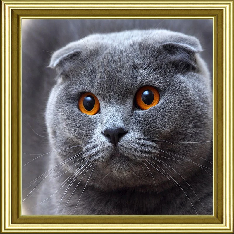

New Full Square/Round Drill 5D DIY Diamond Painting "Animal cat" 3D Embroidery Cross Stitch kits 5D Decor Gift Decoration AA351