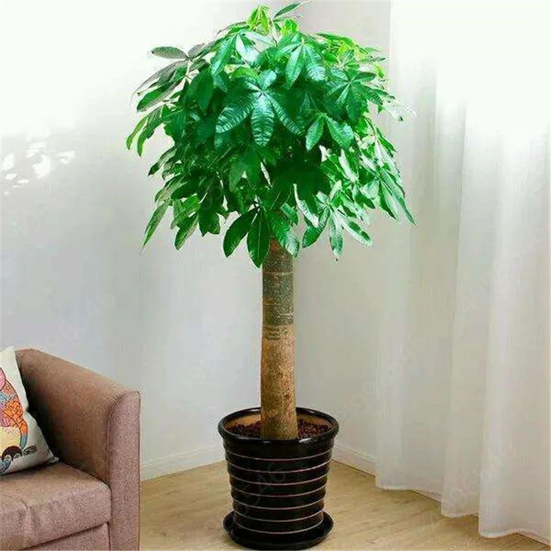 2 Pieces Mini Pachira Macrocarpa Bonsai Hawaiian Make Money Tree Plant Bonsai Pot Indoor Flowers Plant Bonsai DIY Potted Plants 2 Pieces Mini Pachira Macrocarpa Bonsai Hawaiian Make Money Tree Plant Bonsai Pot Indoor Flowers Plant Bonsai DIY Potted Plants