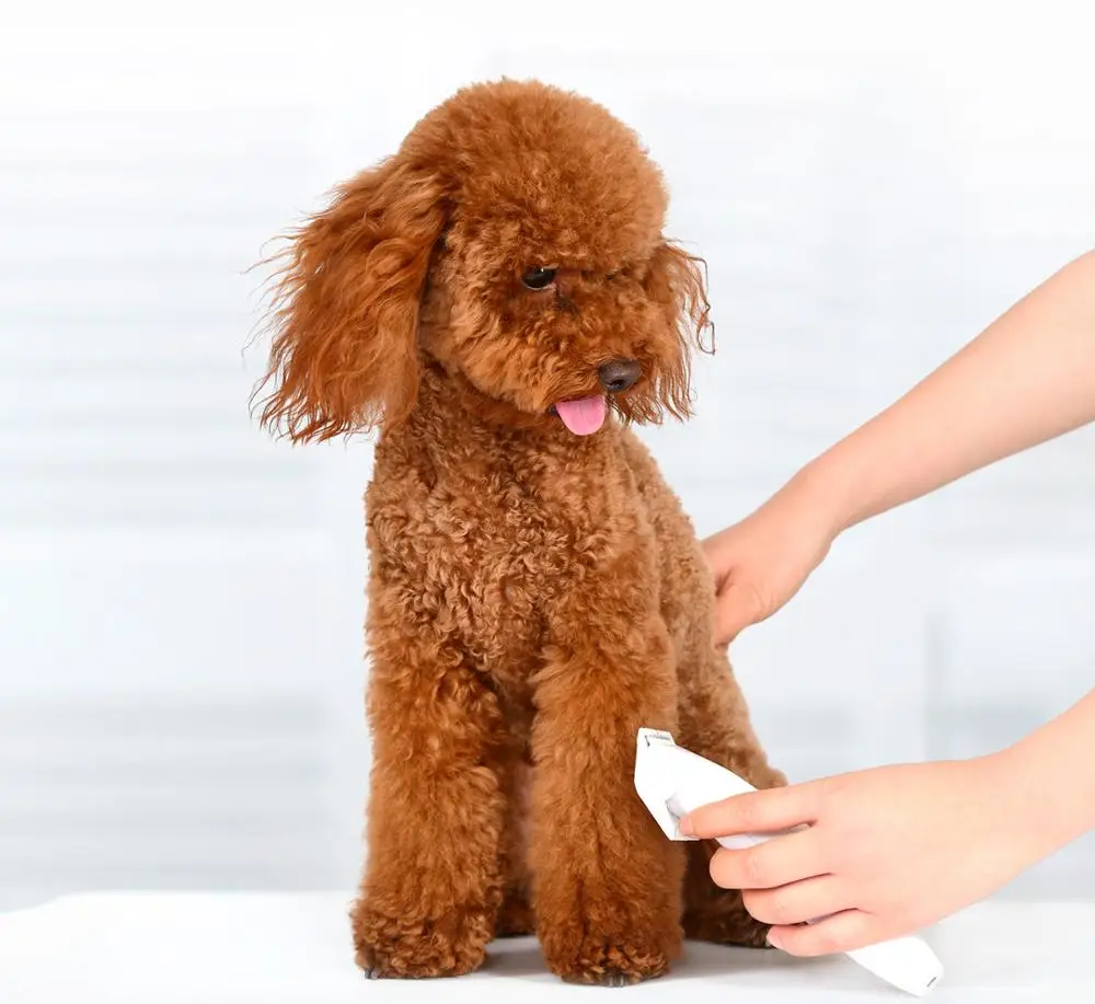 

2019 Original Xiaomi Mijia Pawbby Pet Shaver 2000mAh Removable Wash Safe Pet Shaver Low Vibration & Low Noise Pets Shaver 3