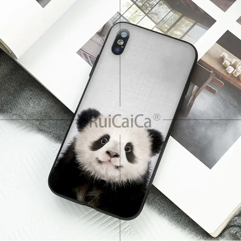 Animal dog cat tiger penguin baby