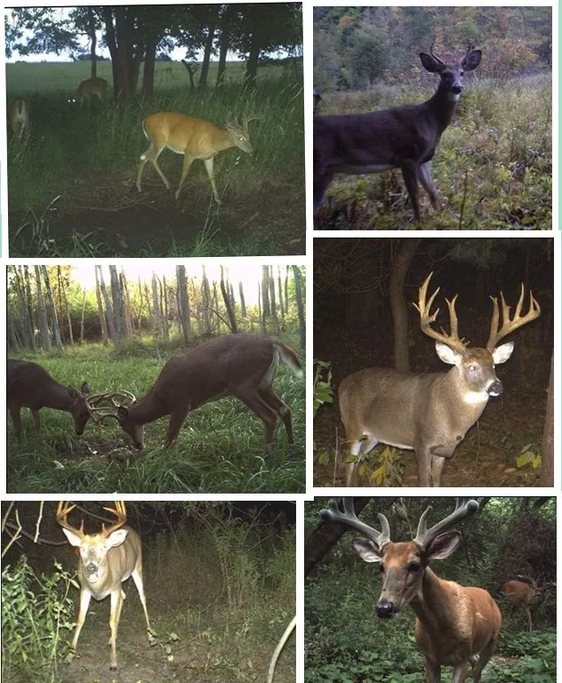Hunting trail camera for wild camera (8)