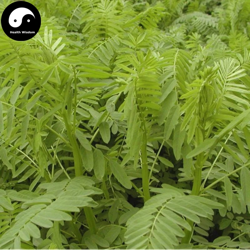 

Buy Astragalus Adsurgens Semente 800pcs Plant Forage Grass Salad Sha Da Wang