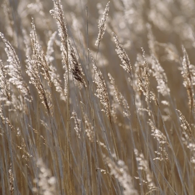 Reeds  Close Up Poster Print (19 x 12)