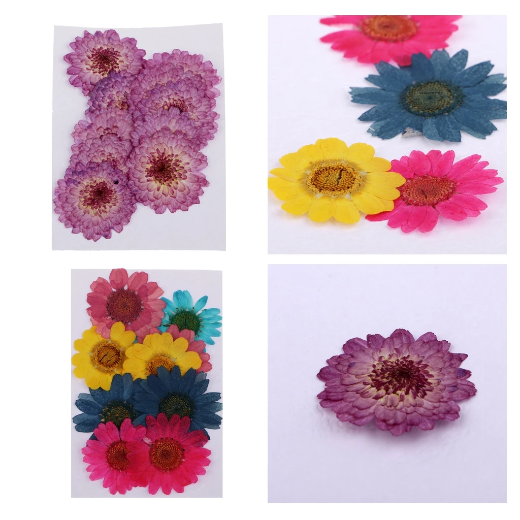20pc Pressed Dried Flowers Real Chrysanthemum for DIY Scrapbooking Art Craft