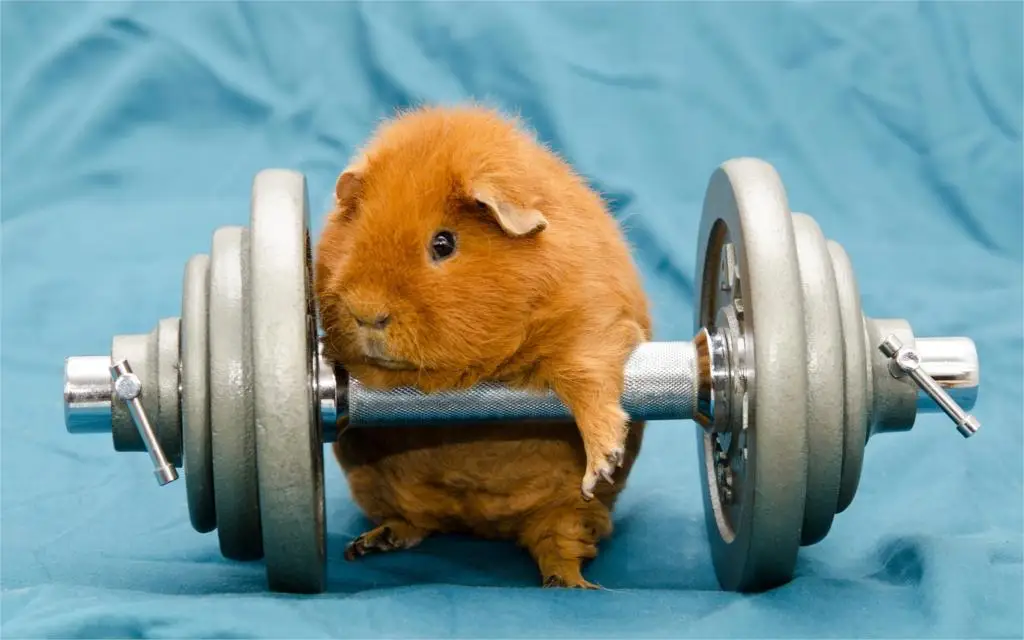 

Humor funny art animals dumbbells gyms working out guinea pigs Poster Home Decor canvas printed 4 sizes Free Shipping