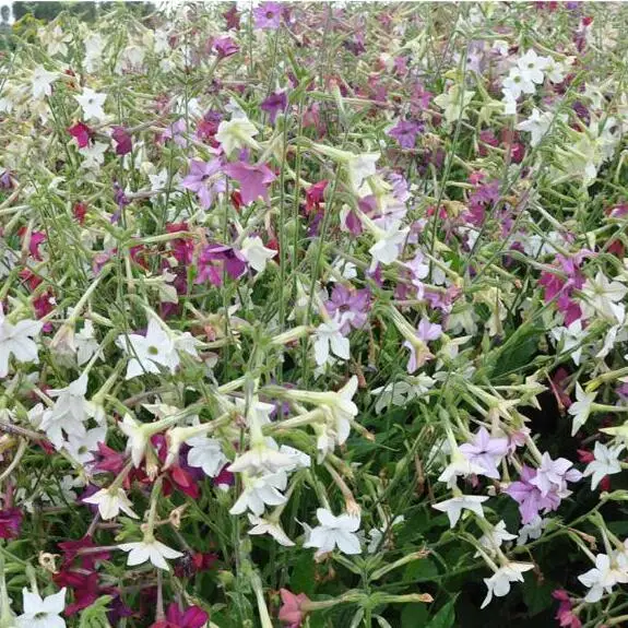 100pcs/lot Nicotiana Alata flower home garden Free Shipping
