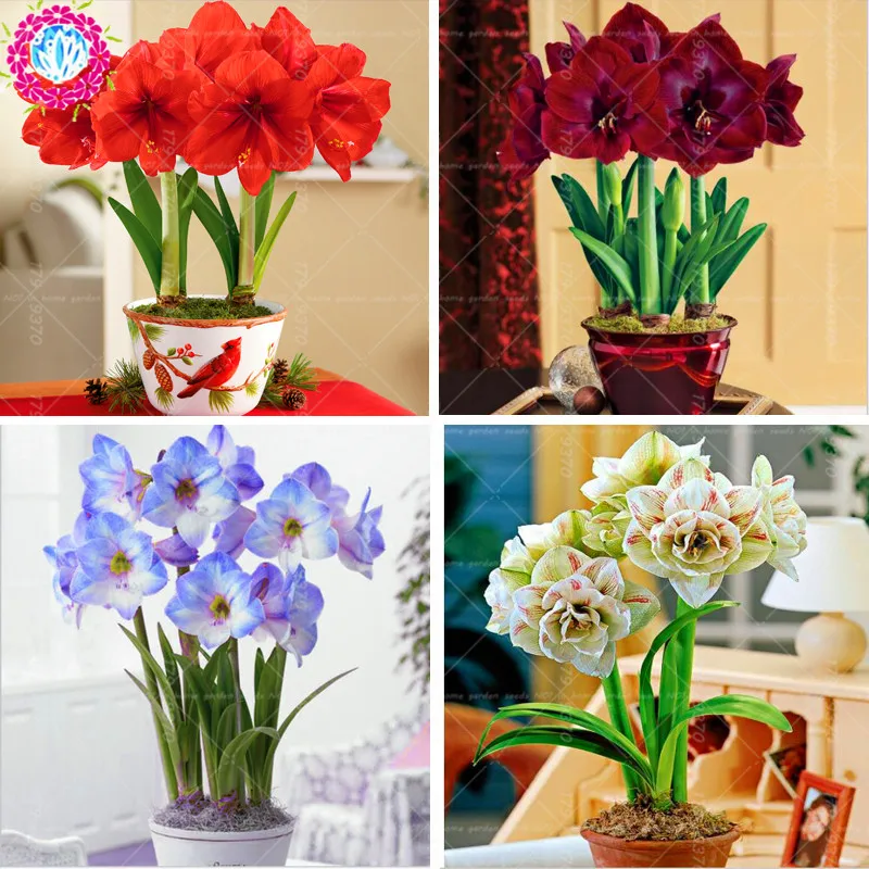 

100pcs/bag True Amaryllis Not Bulbs Bonsai Flower ,Hippeastrum for home&Garden Barbados Lily Flower pot