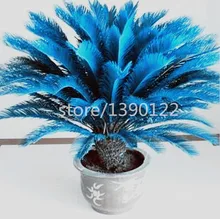 10PCS mini blue Sago Cycas Seeds revoluta seeds bonsai tree seeds Potted Flower Seed for DIY Home Garden Household Items