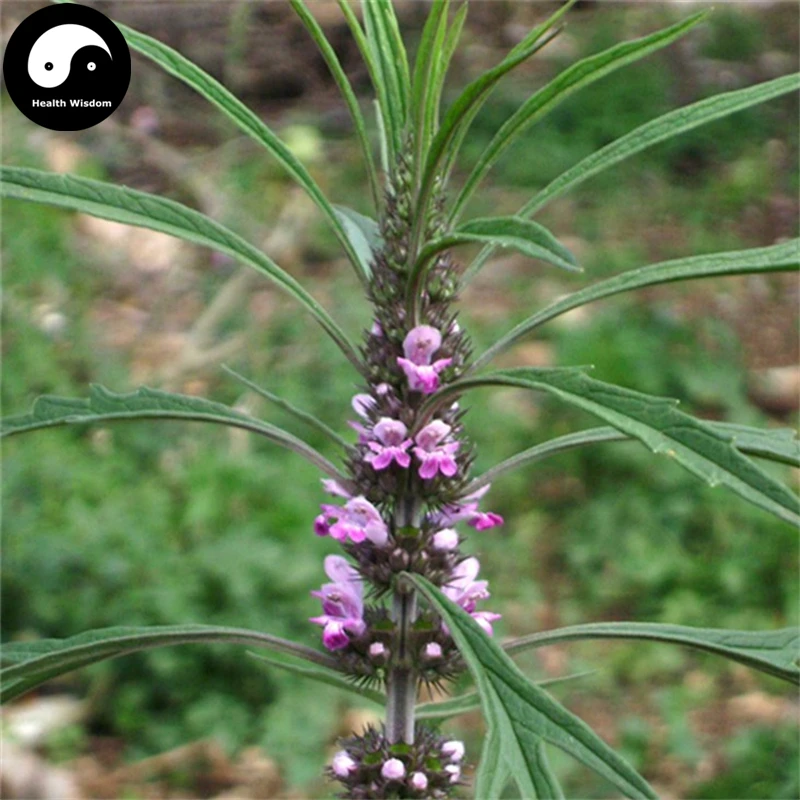 Купить Motherwort Herb Semente 200 шт растение Herba Leonuri для Leonurus Yi Mu Cao